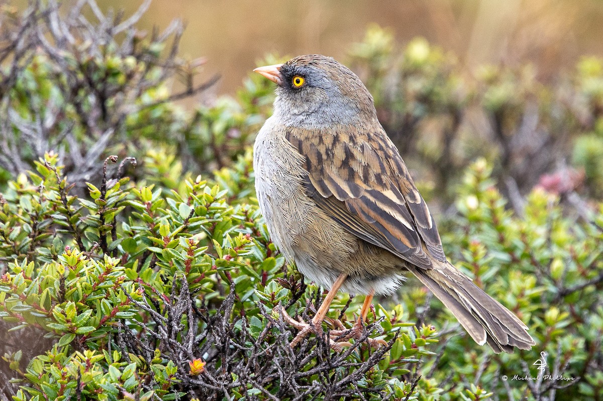 Volcano Junco - ML646549468
