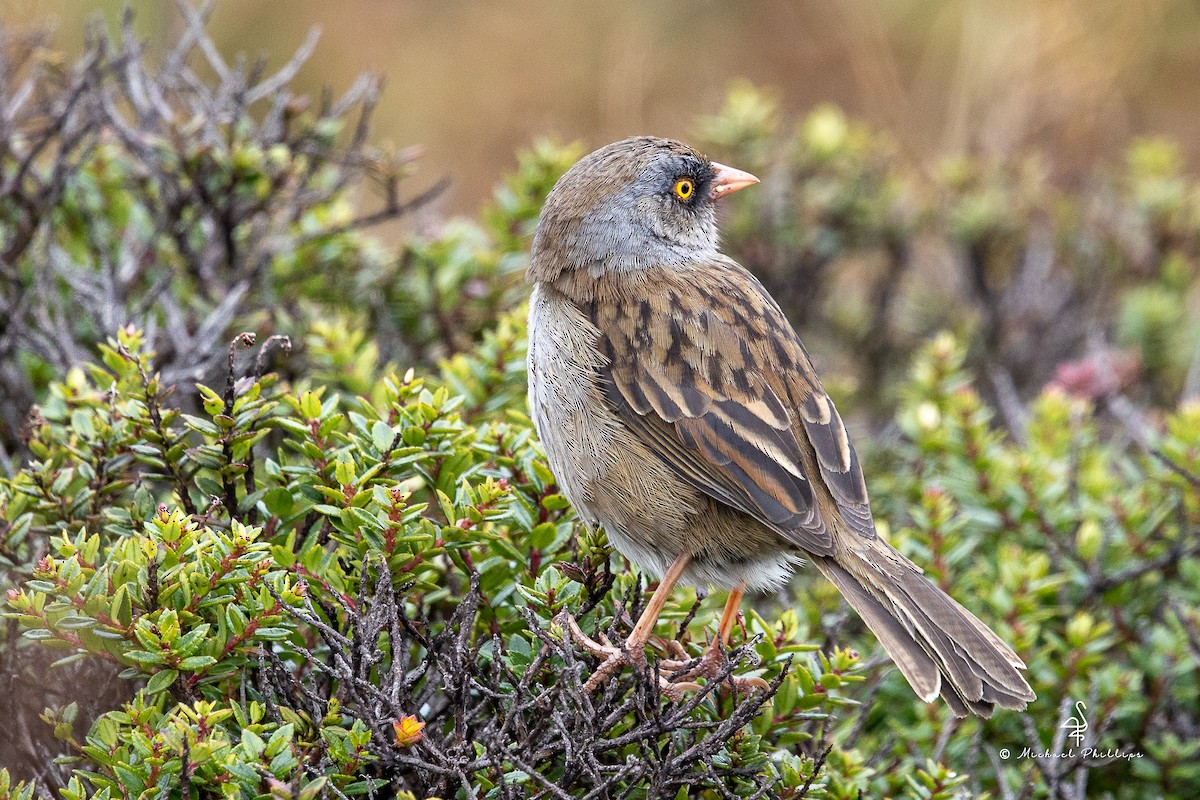 Volcano Junco - ML646549469