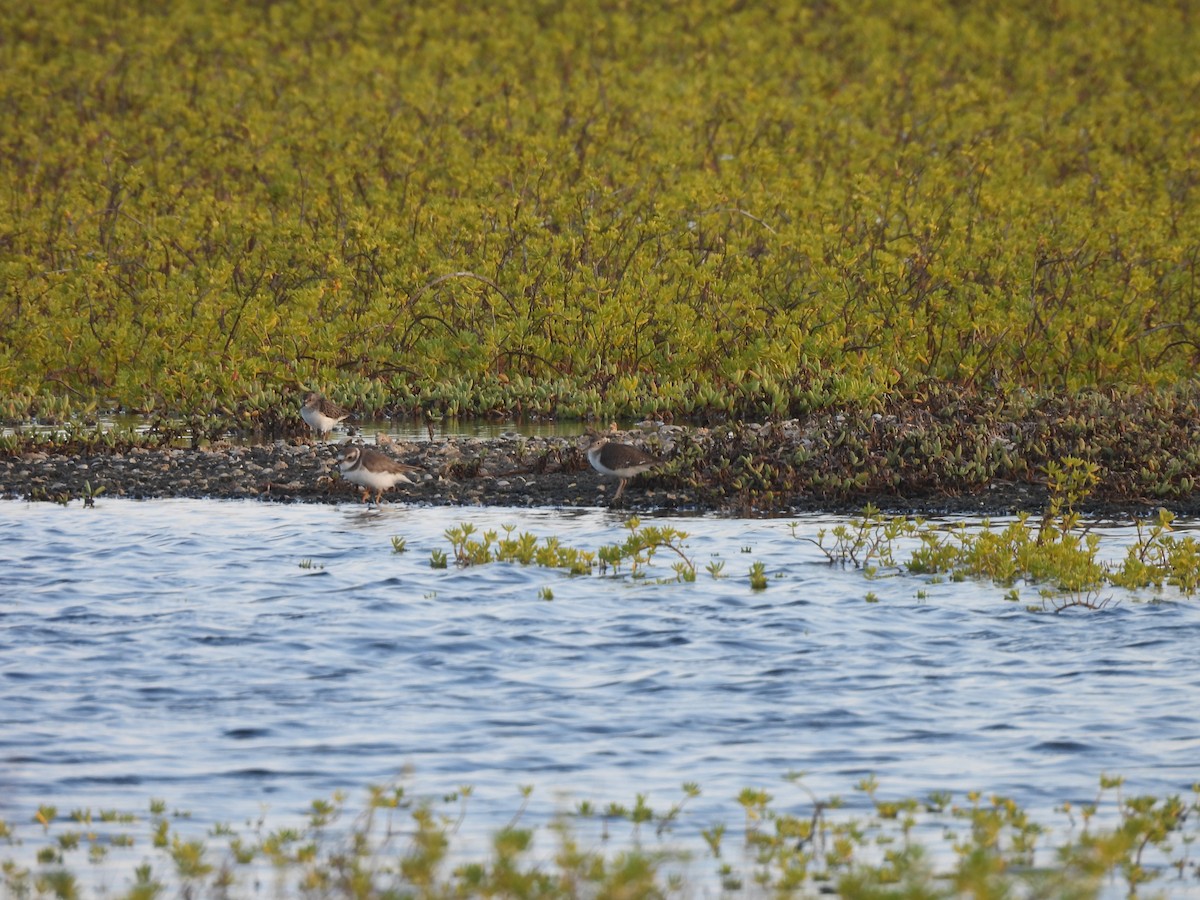 Piro piro macchiato - ML646549473