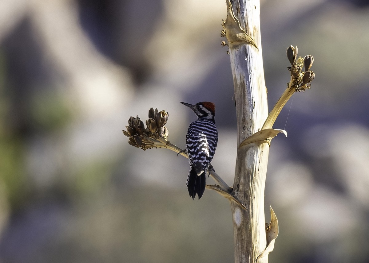 Ladder-backed Woodpecker - ML646549478
