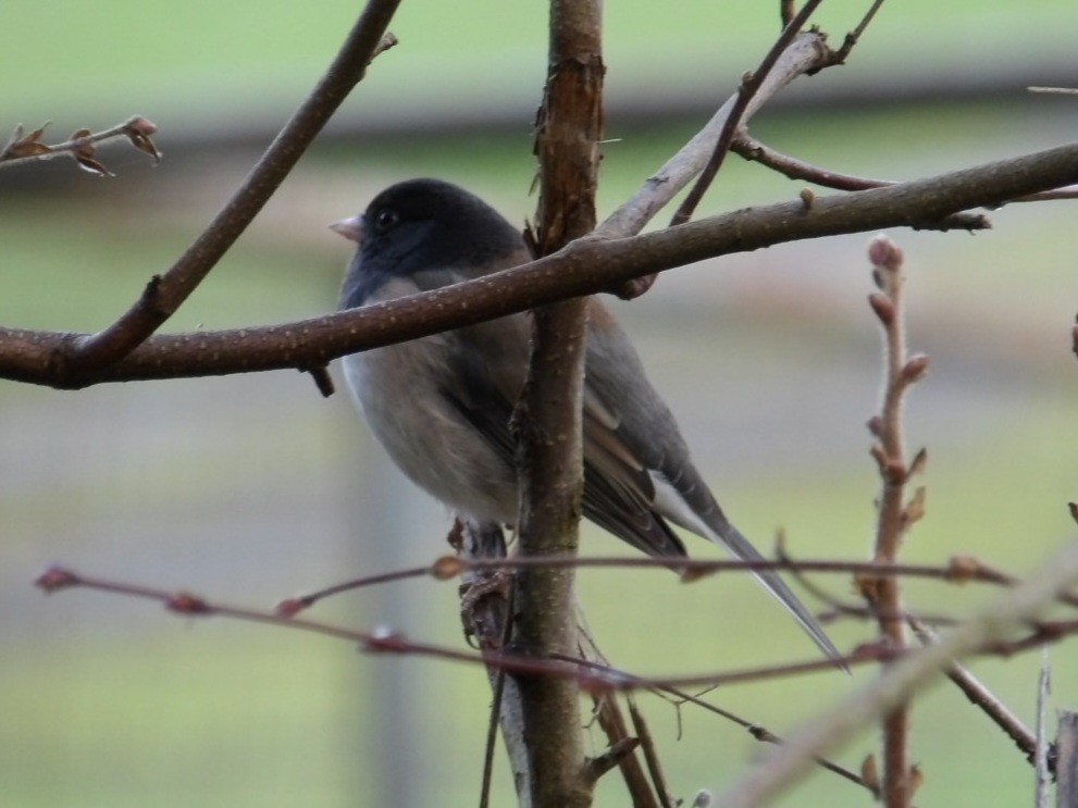 Dark-eyed Junco (Oregon) - ML646549482