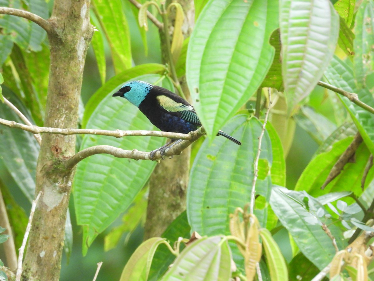 Танагра блакитношия - ML646549483