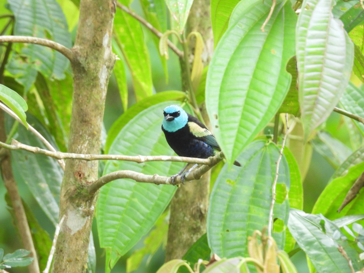 Танагра блакитношия - ML646549484