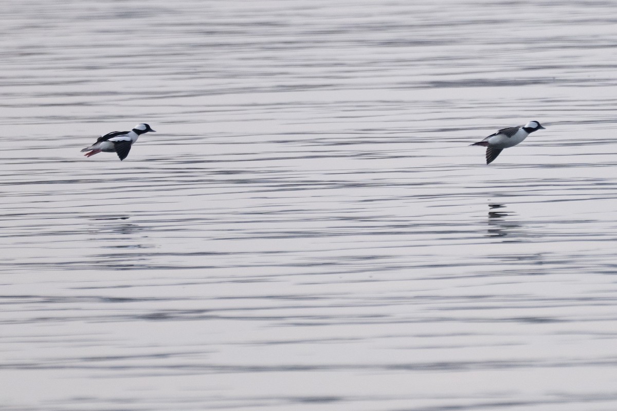 Büffelkopfente - ML646549485