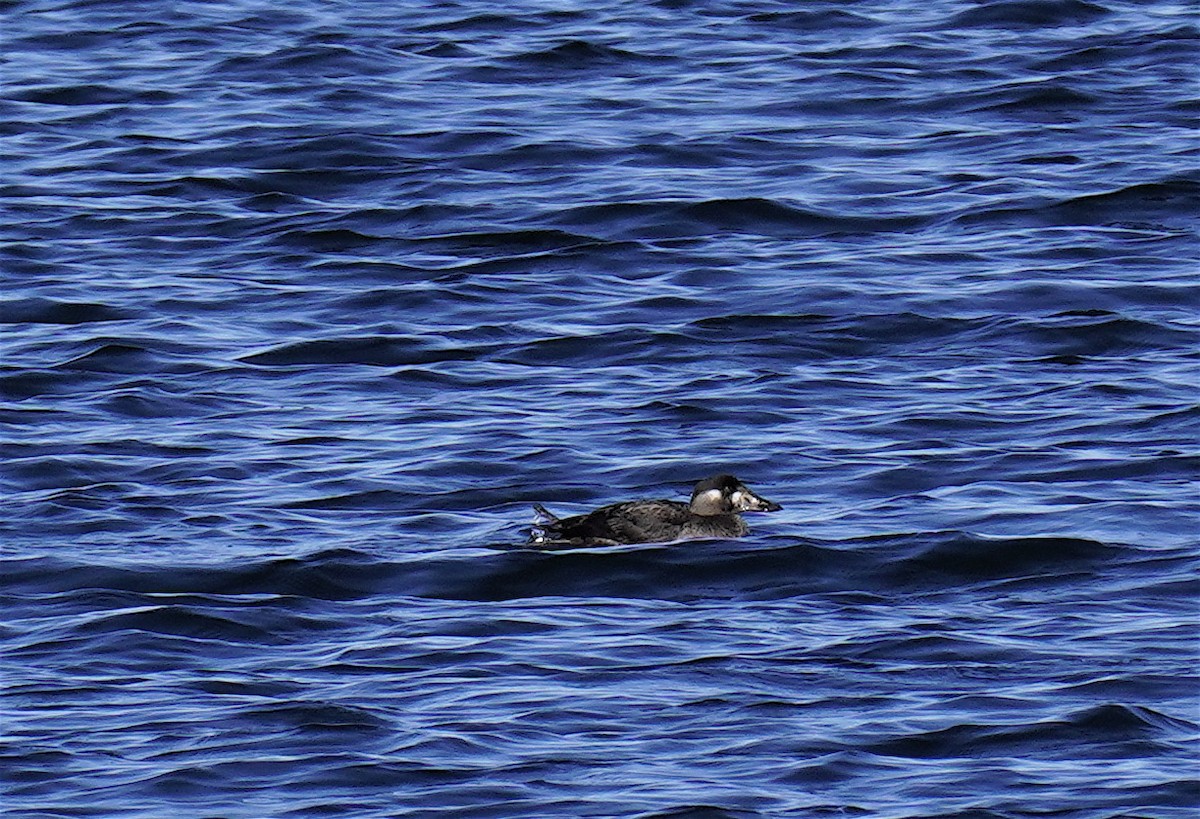 Surf Scoter - ML646549486