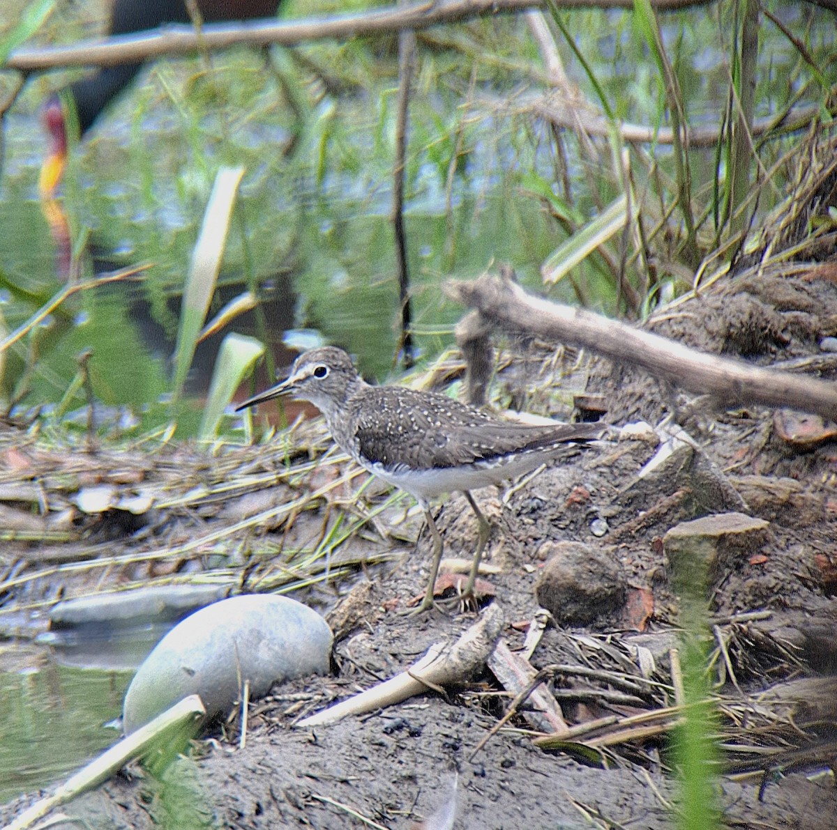 Solitary Sandpiper - ML646549489