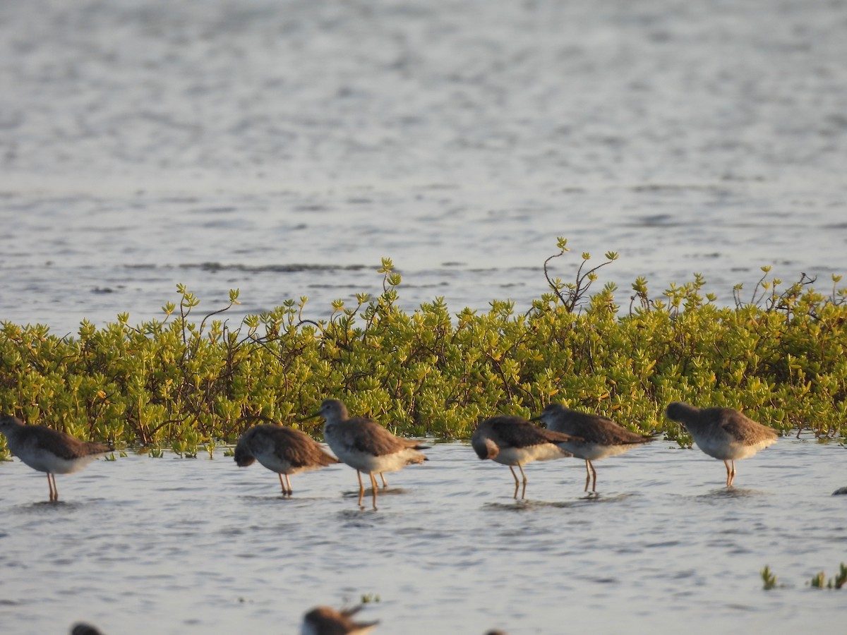 Totano zampegialle minore - ML646549492