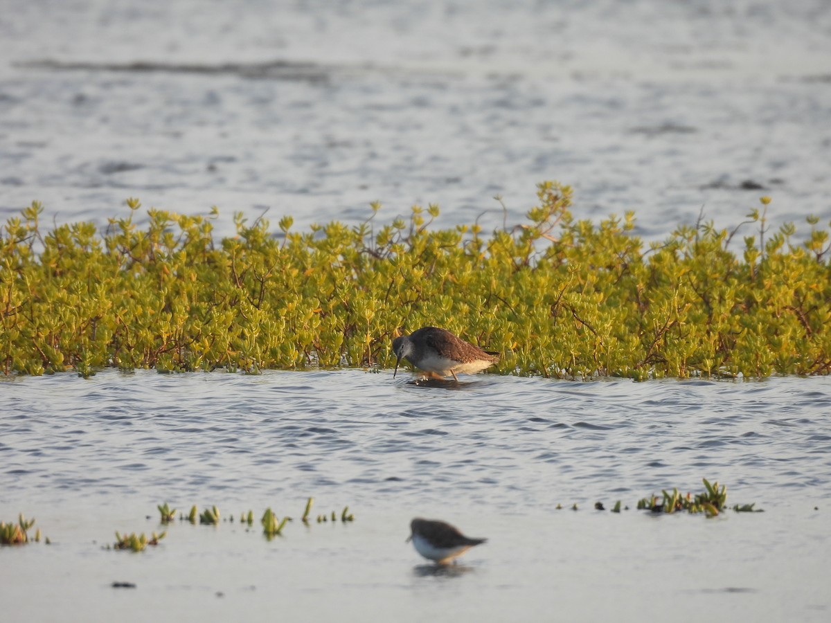 Totano zampegialle minore - ML646549493