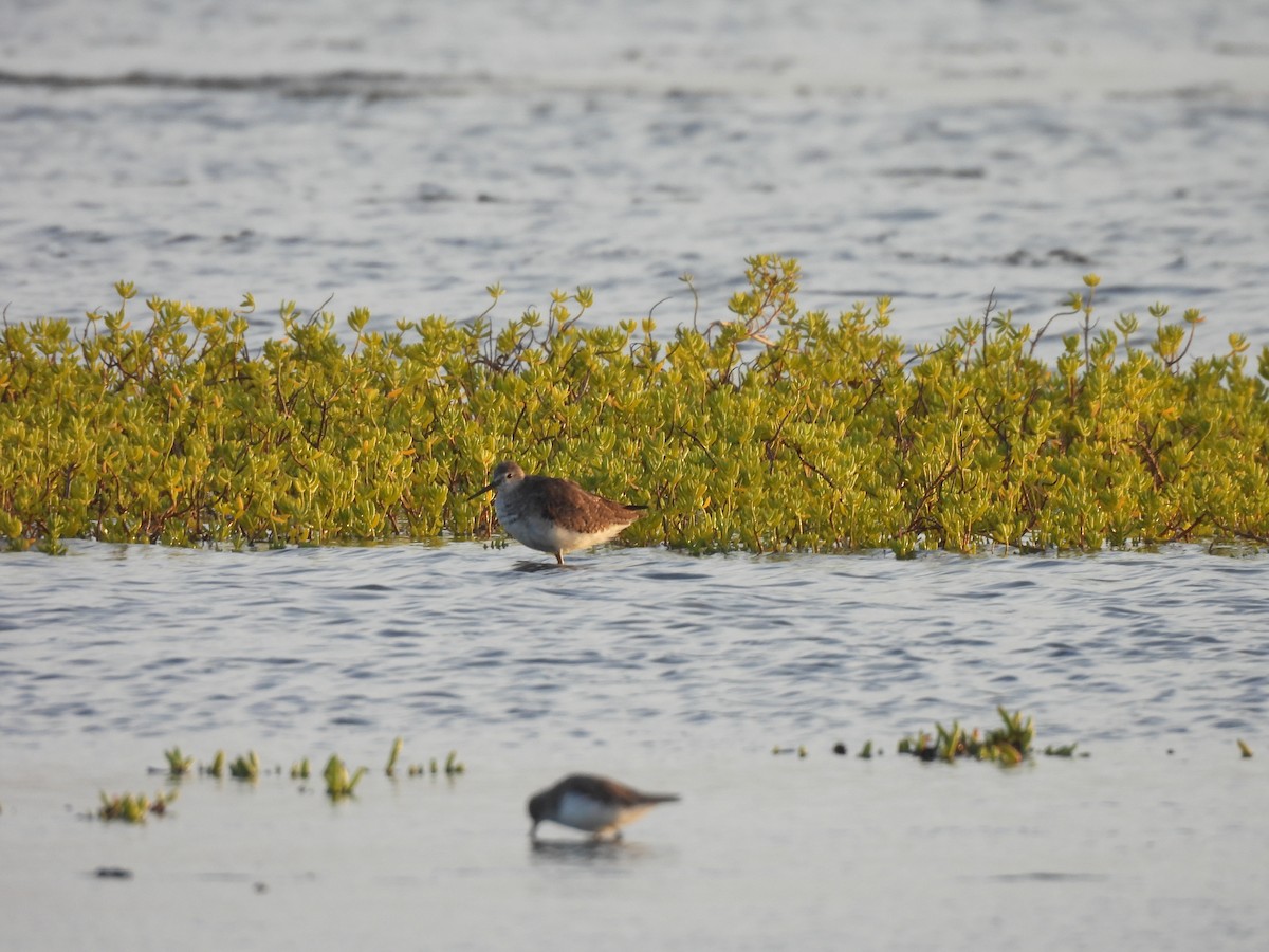 Totano zampegialle minore - ML646549494