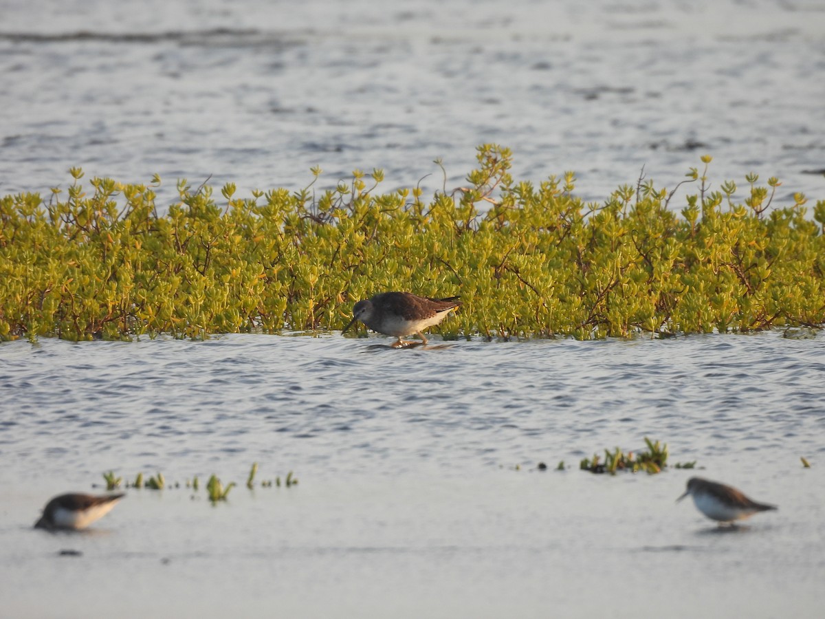 Totano zampegialle minore - ML646549495