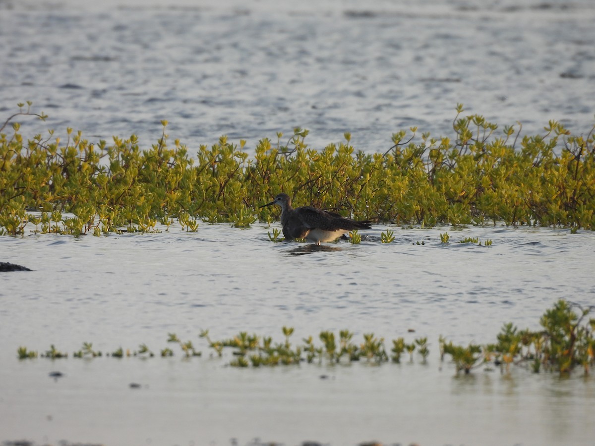 Totano zampegialle minore - ML646549496