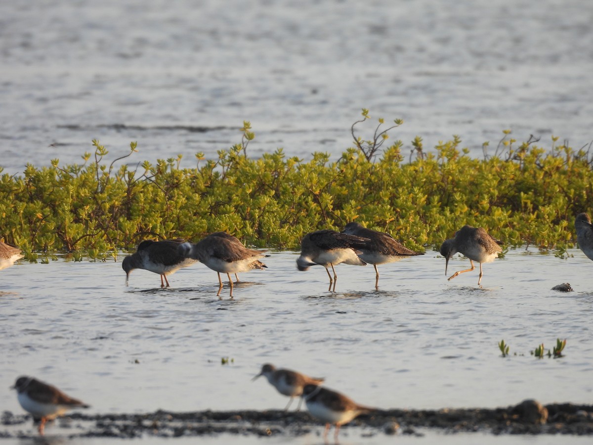 Totano zampegialle minore - ML646549497