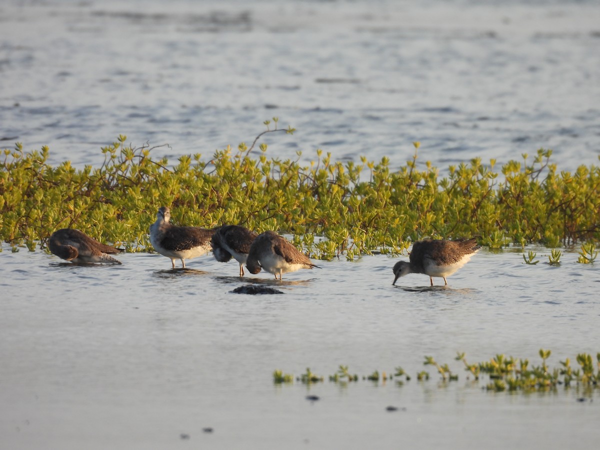 Totano zampegialle minore - ML646549498