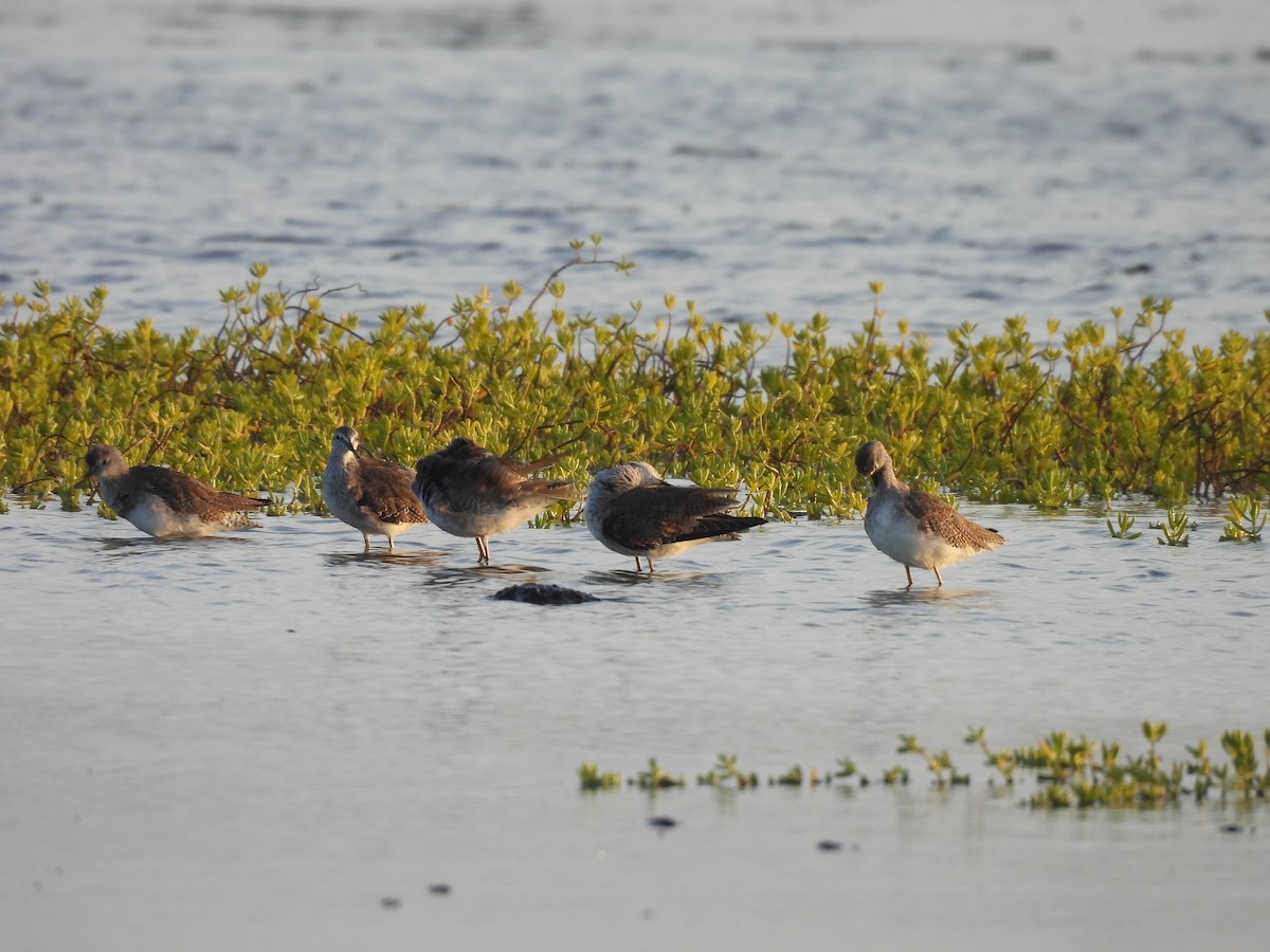 Totano zampegialle minore - ML646549499