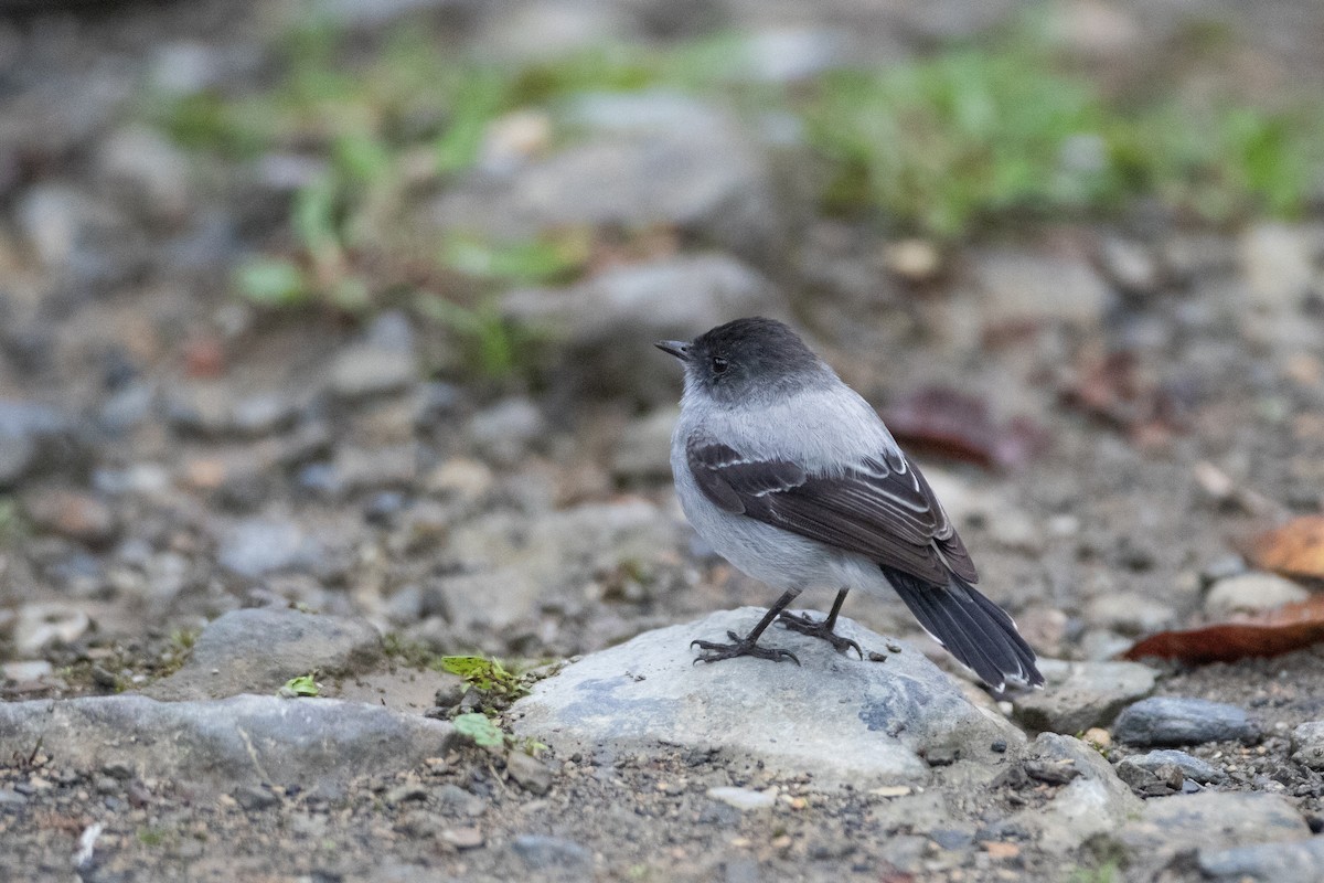 Torrent Tyrannulet - ML646549501