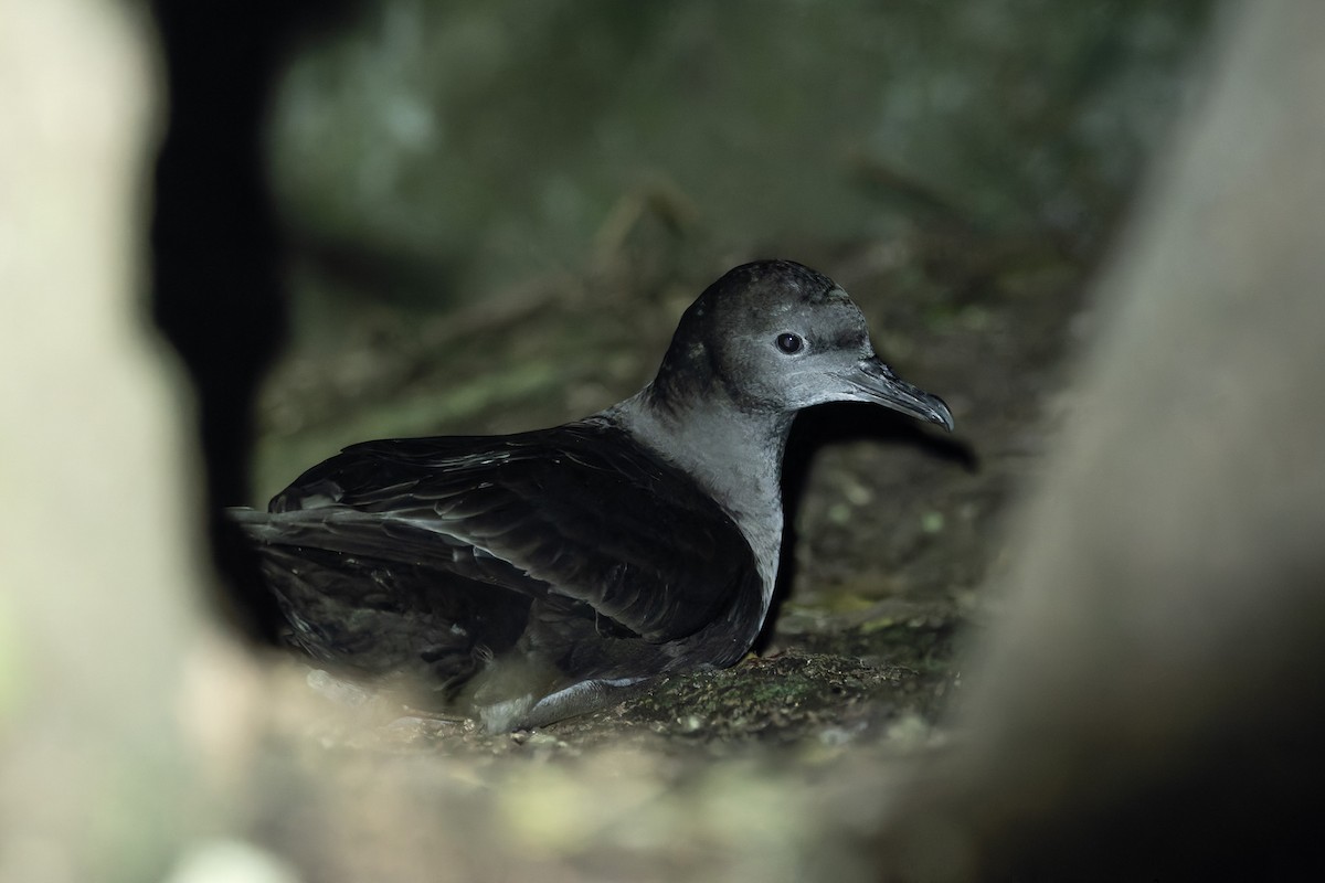 Sooty Shearwater - ML646549503