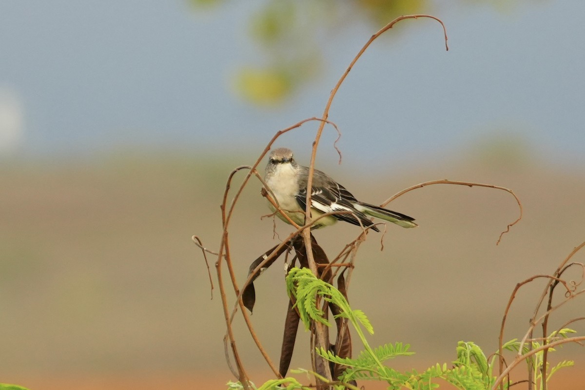 Многоголосый пересмешник - ML646549515
