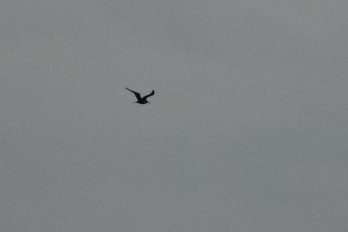 Большой фрегат - ML646549516