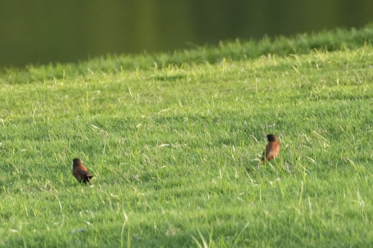 Chestnut Munia - ML646549517