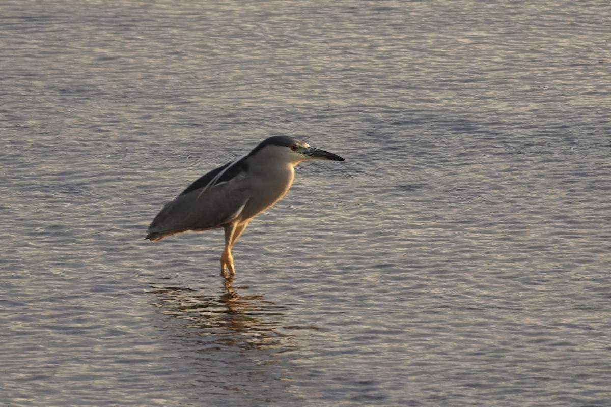 Кваква - ML646549518