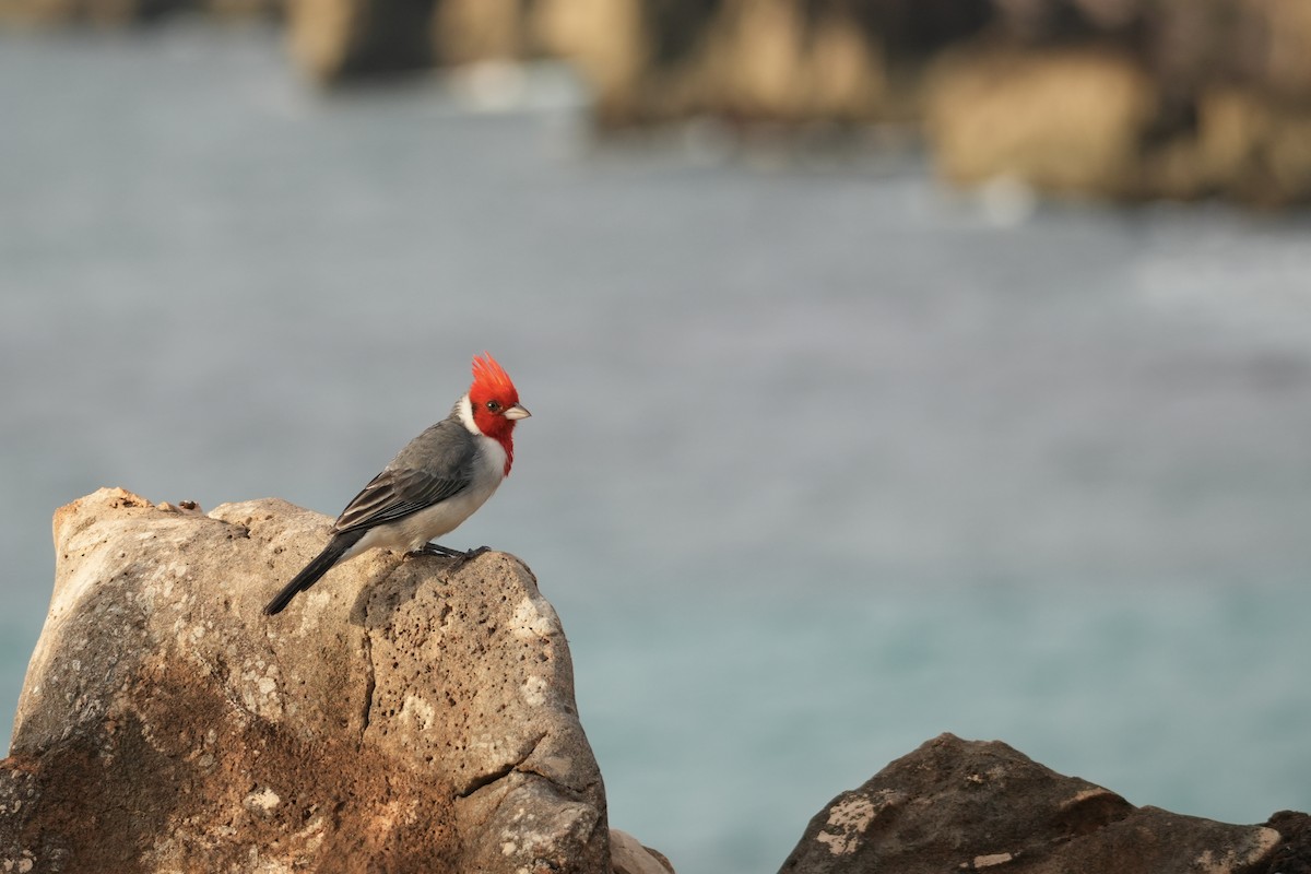 Краснохохлая танагра-кардинал - ML646549519