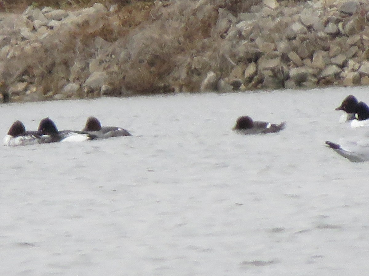 hohol severní - ML646549521