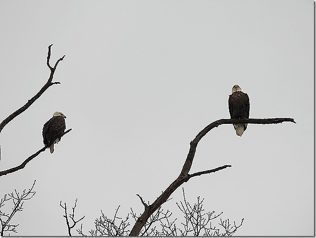 עיטם לבן-ראש - ML646549524