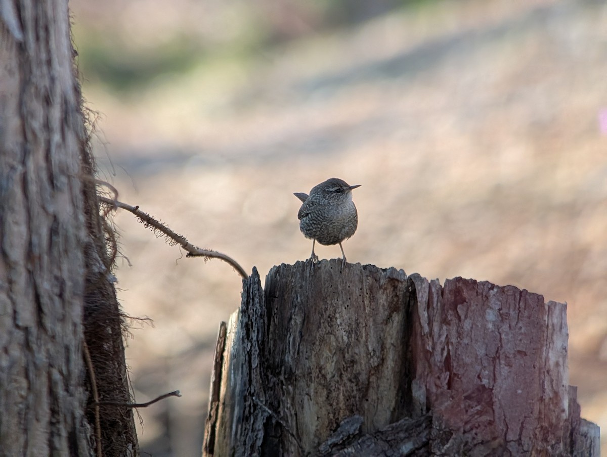 Winter Wren - ML646549526