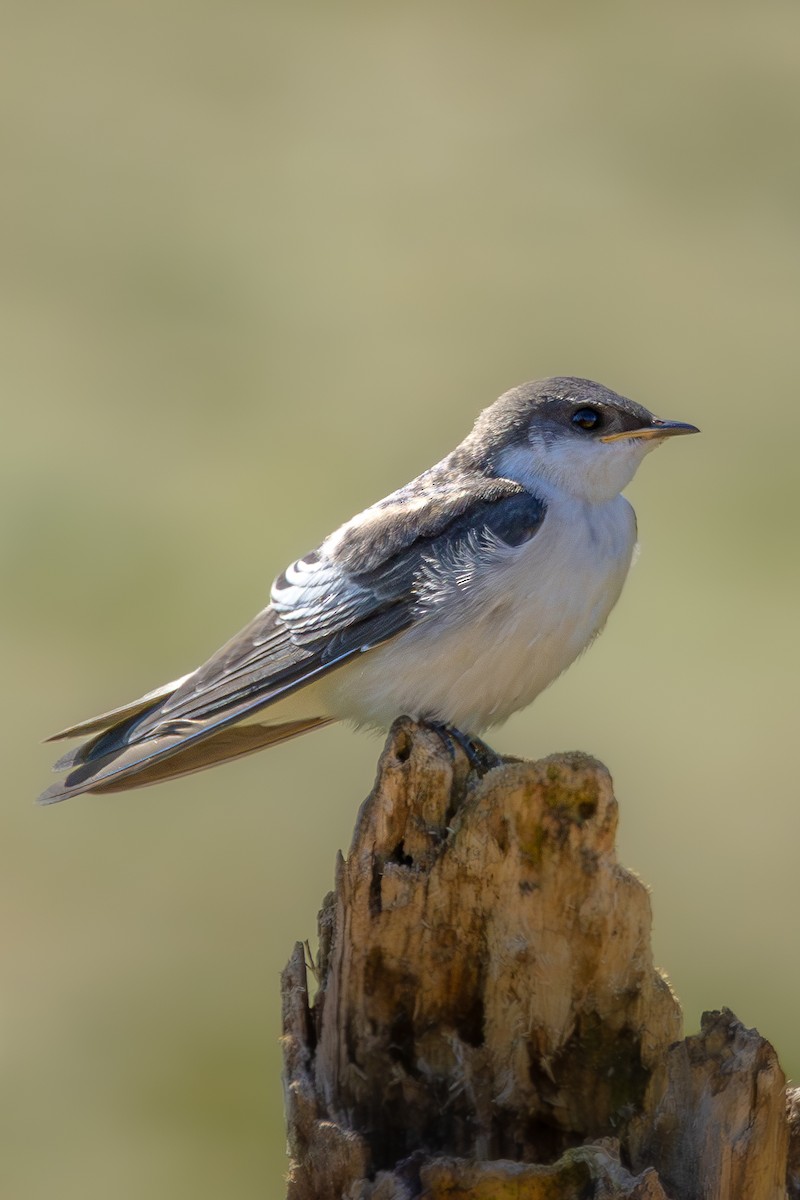 White-winged Swallow - ML646549535