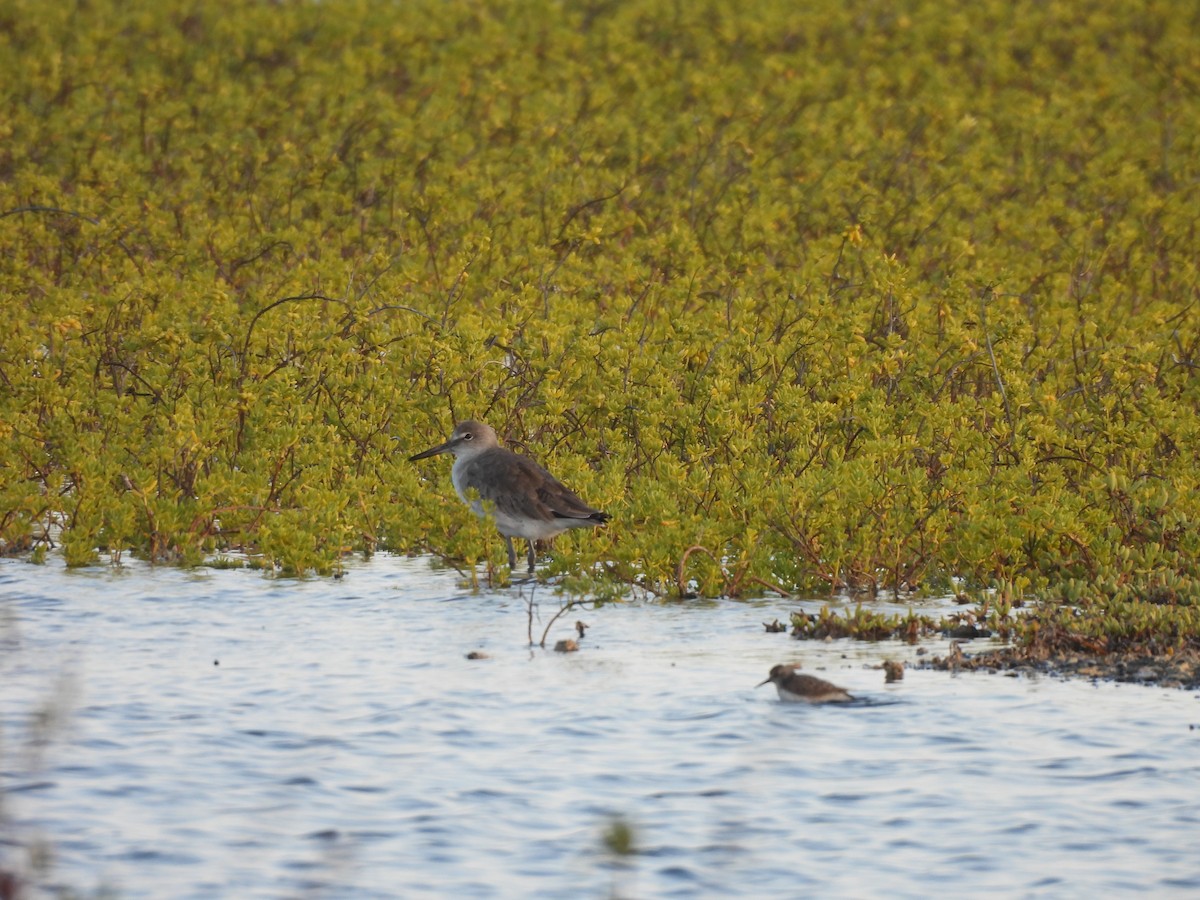 Willet (Eastern) - ML646549536