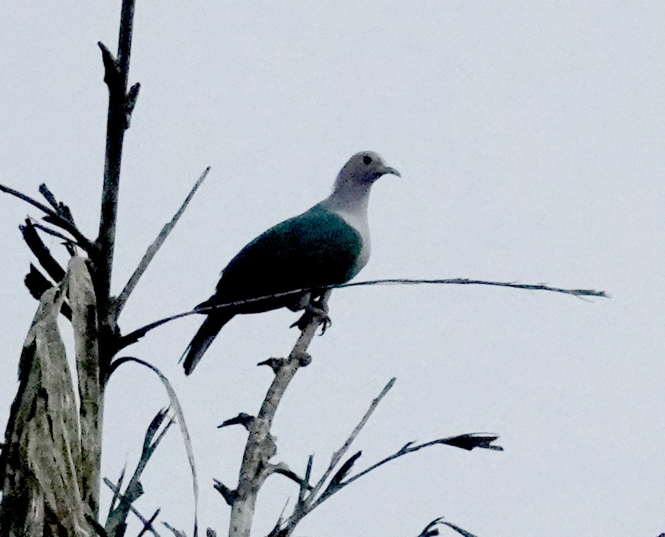 Бронзовый плодовый голубь - ML646549542