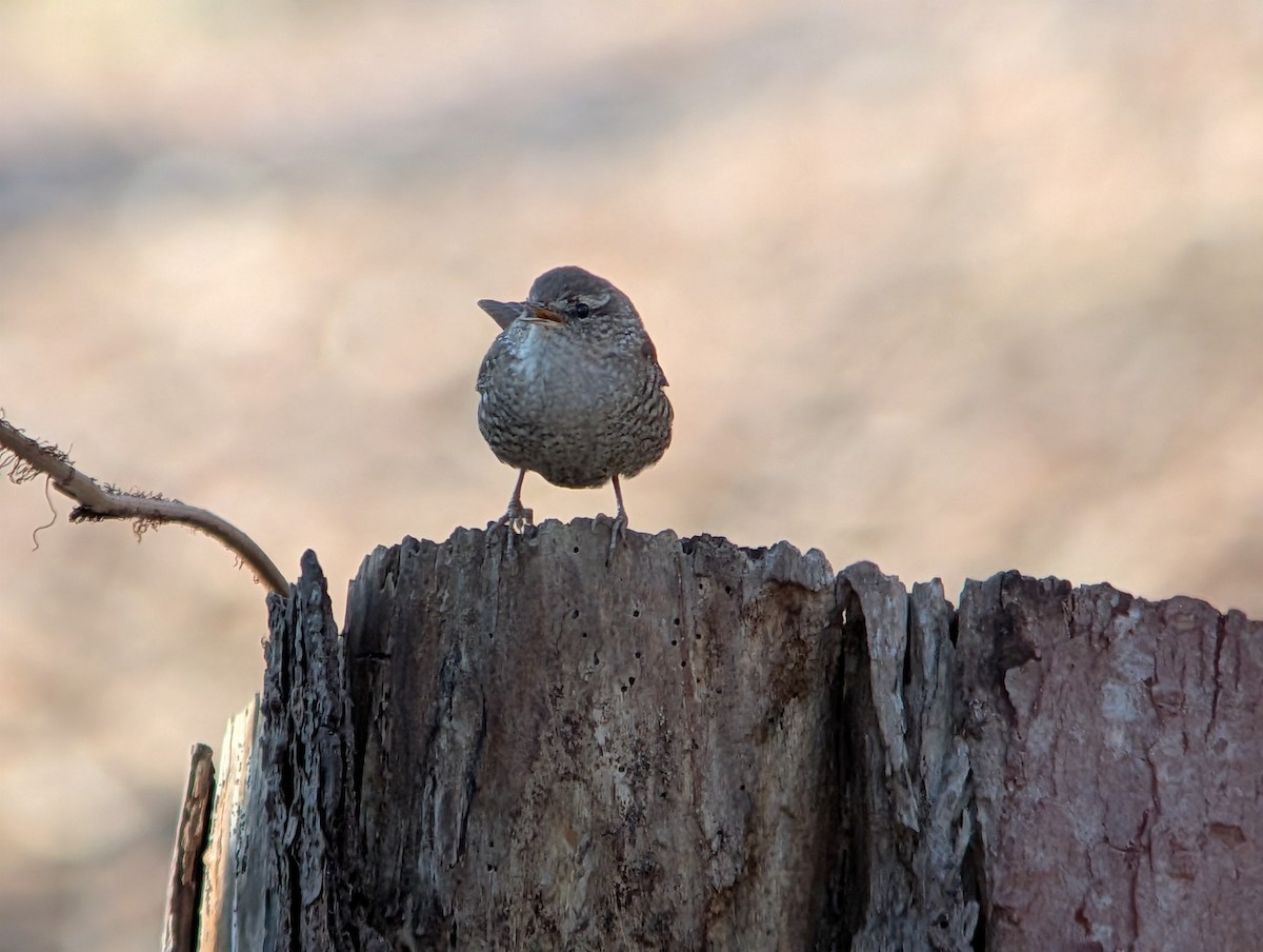 Winter Wren - ML646549545