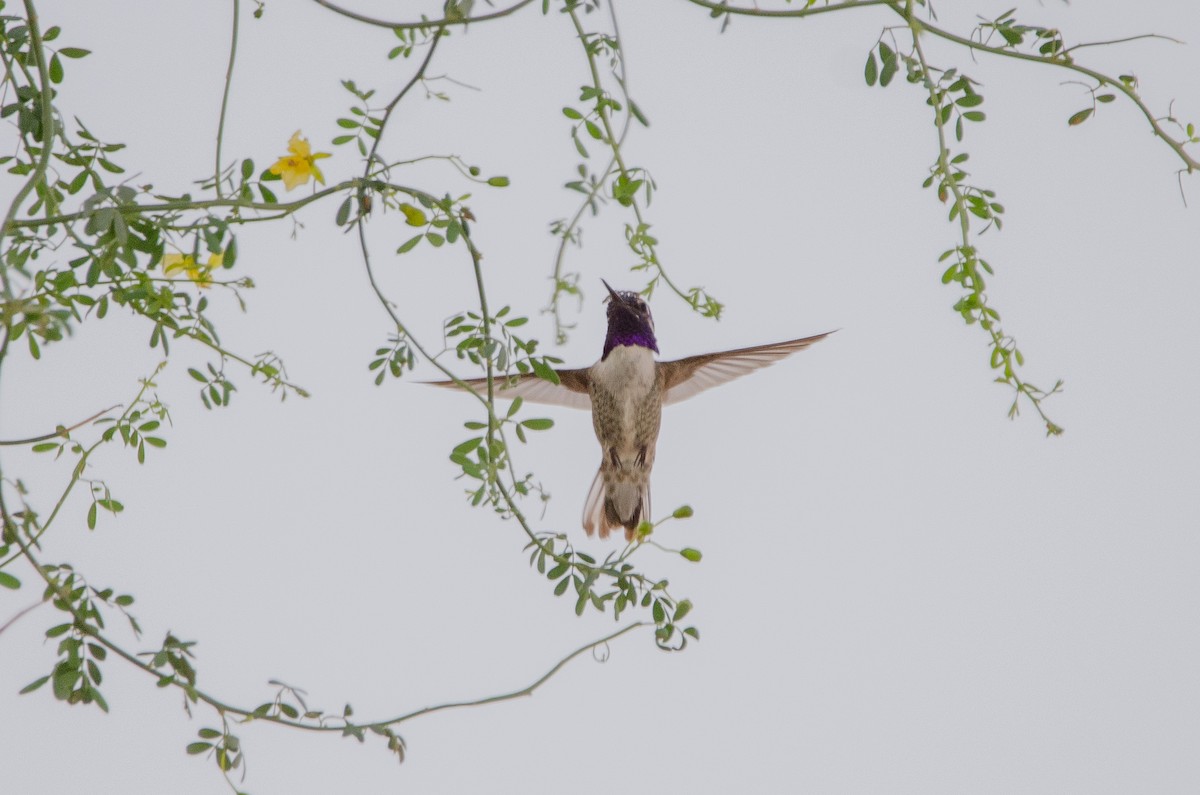 Costa's Hummingbird - ML646549549
