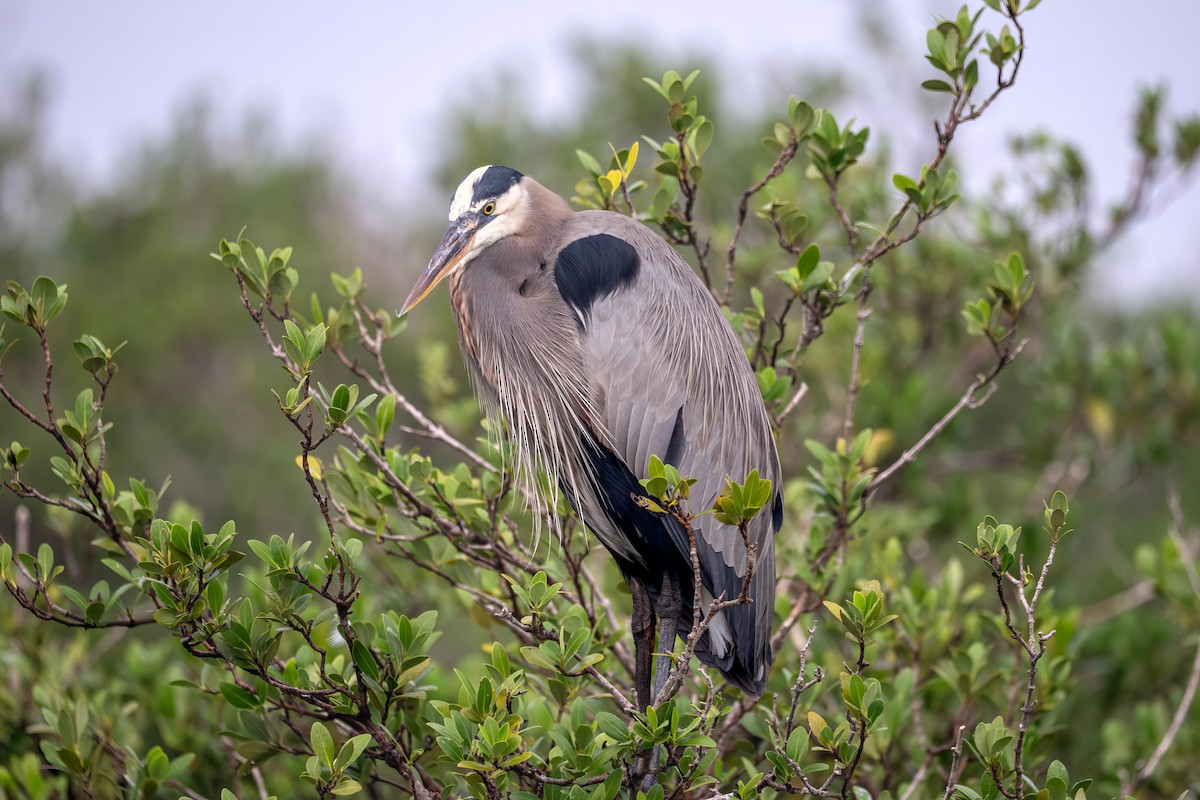 Koartza hauskara amerikarra - ML646549550