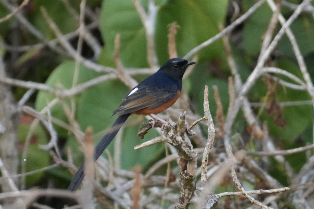 Белопоясничный шама - ML646549551