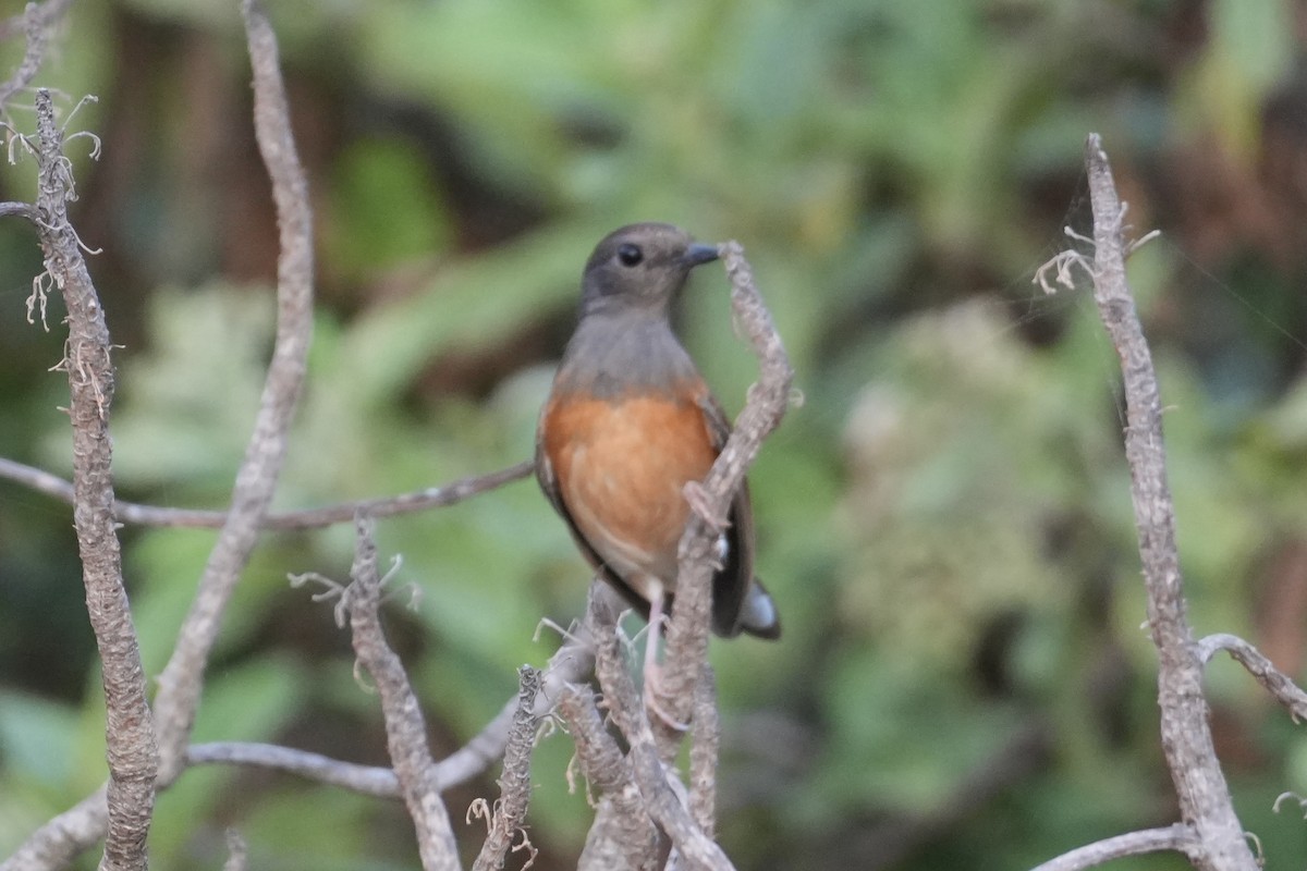 Белопоясничный шама - ML646549552