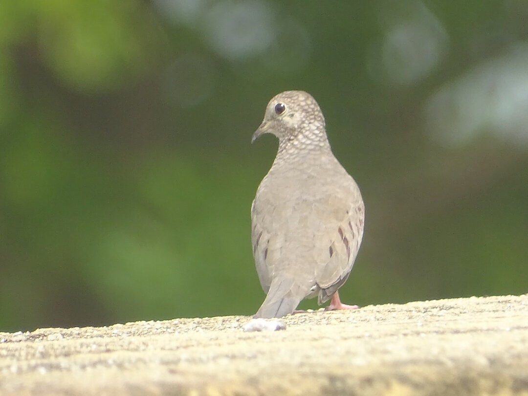 スズメバト - ML646549554