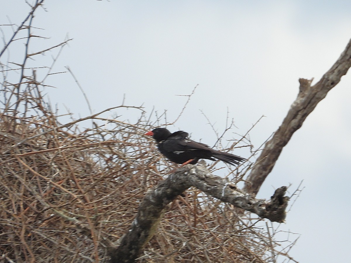 Kırmızı Gagalı Dokumacı - ML646549559