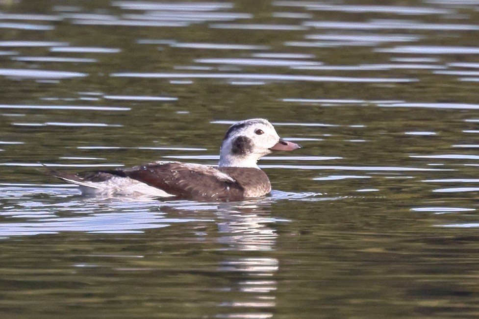 Long-tailed Duck - ML646549560