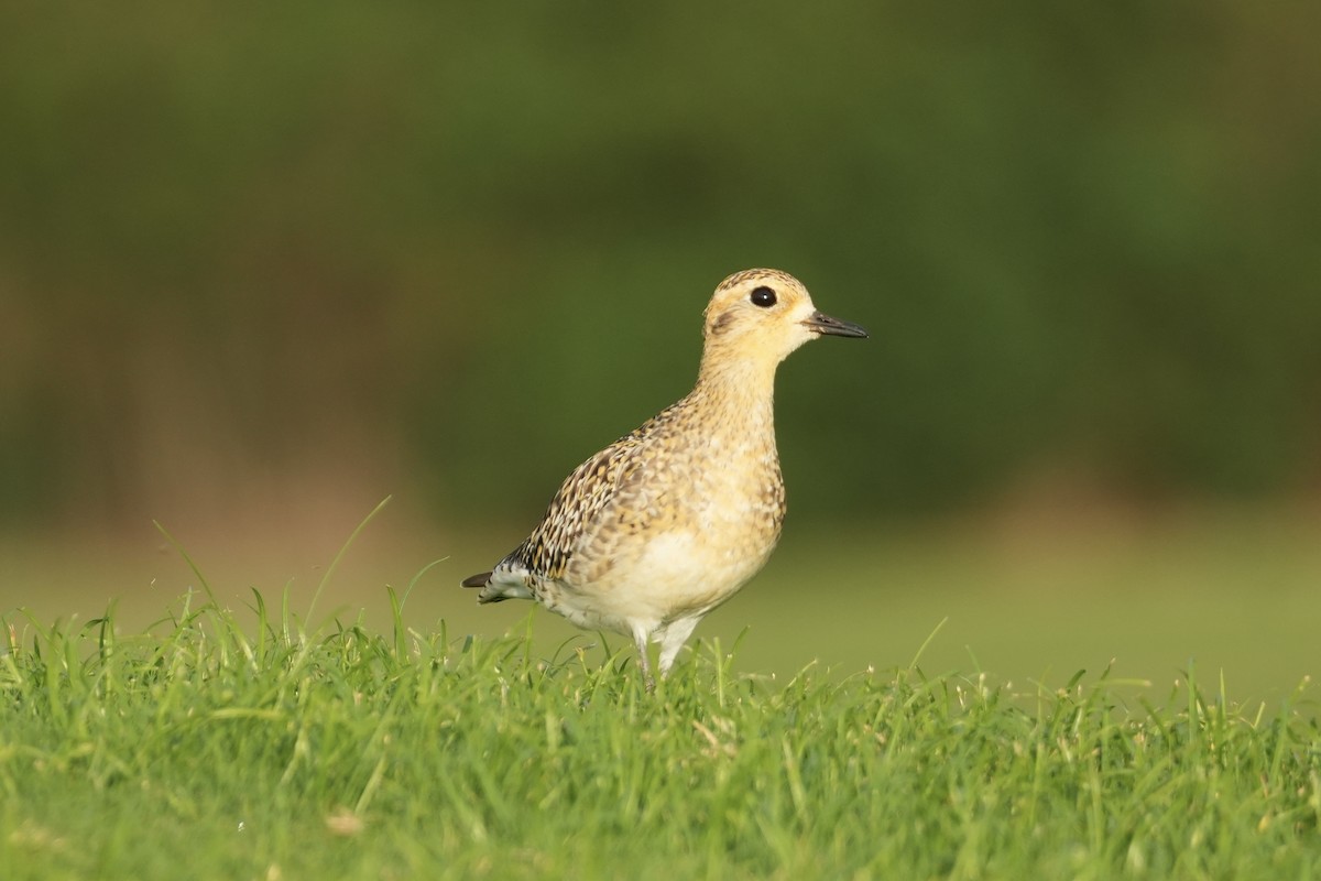 Бурокрылая ржанка - ML646549562