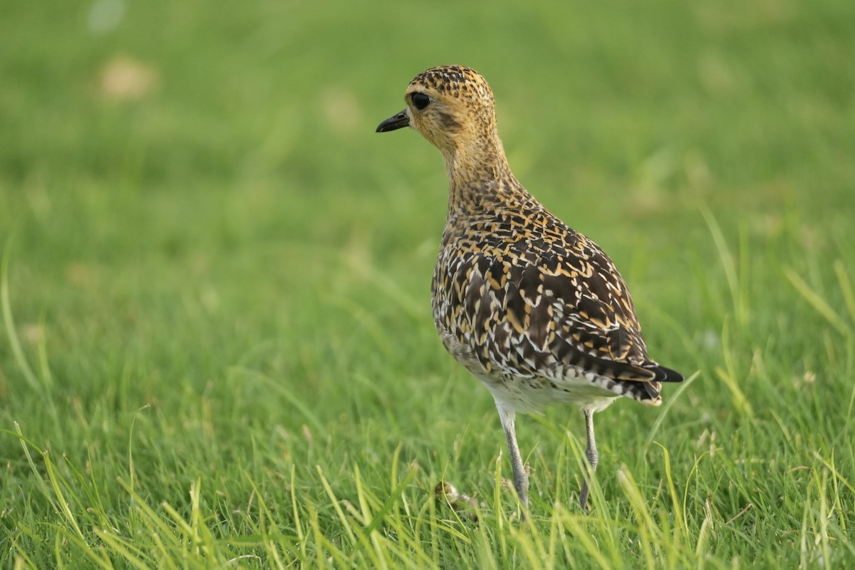 Бурокрылая ржанка - ML646549563