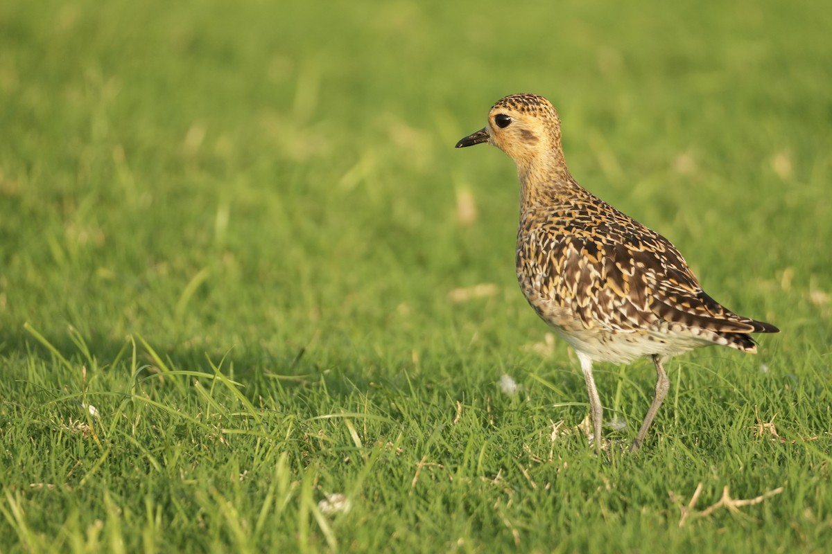 Бурокрылая ржанка - ML646549564