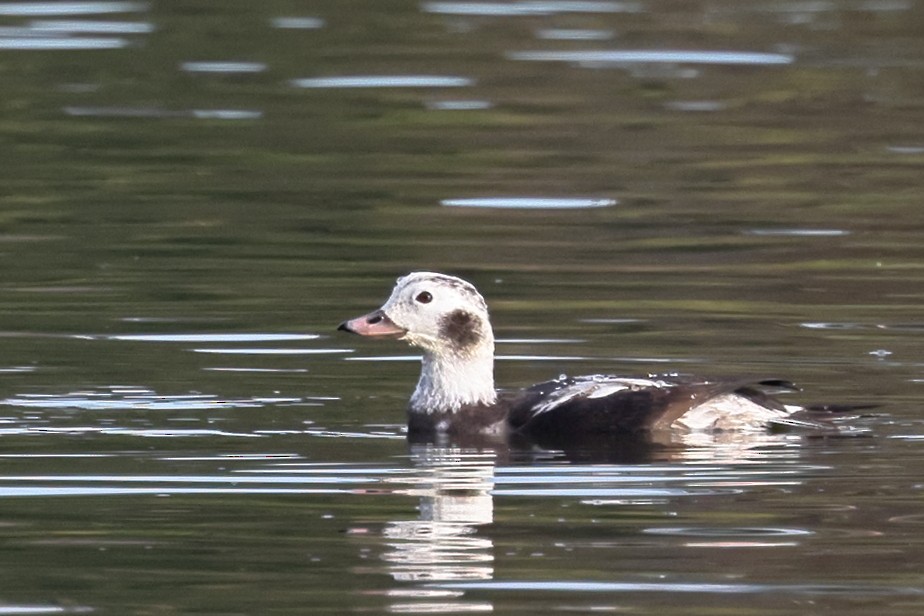 Long-tailed Duck - ML646549565