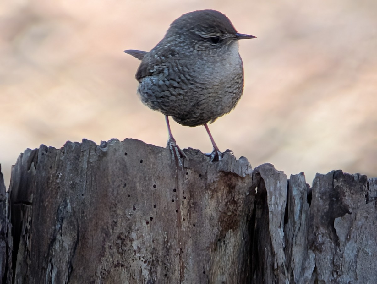 Winter Wren - ML646549567