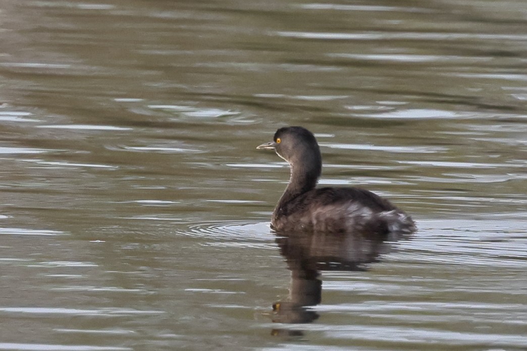 Least Grebe - ML646549568