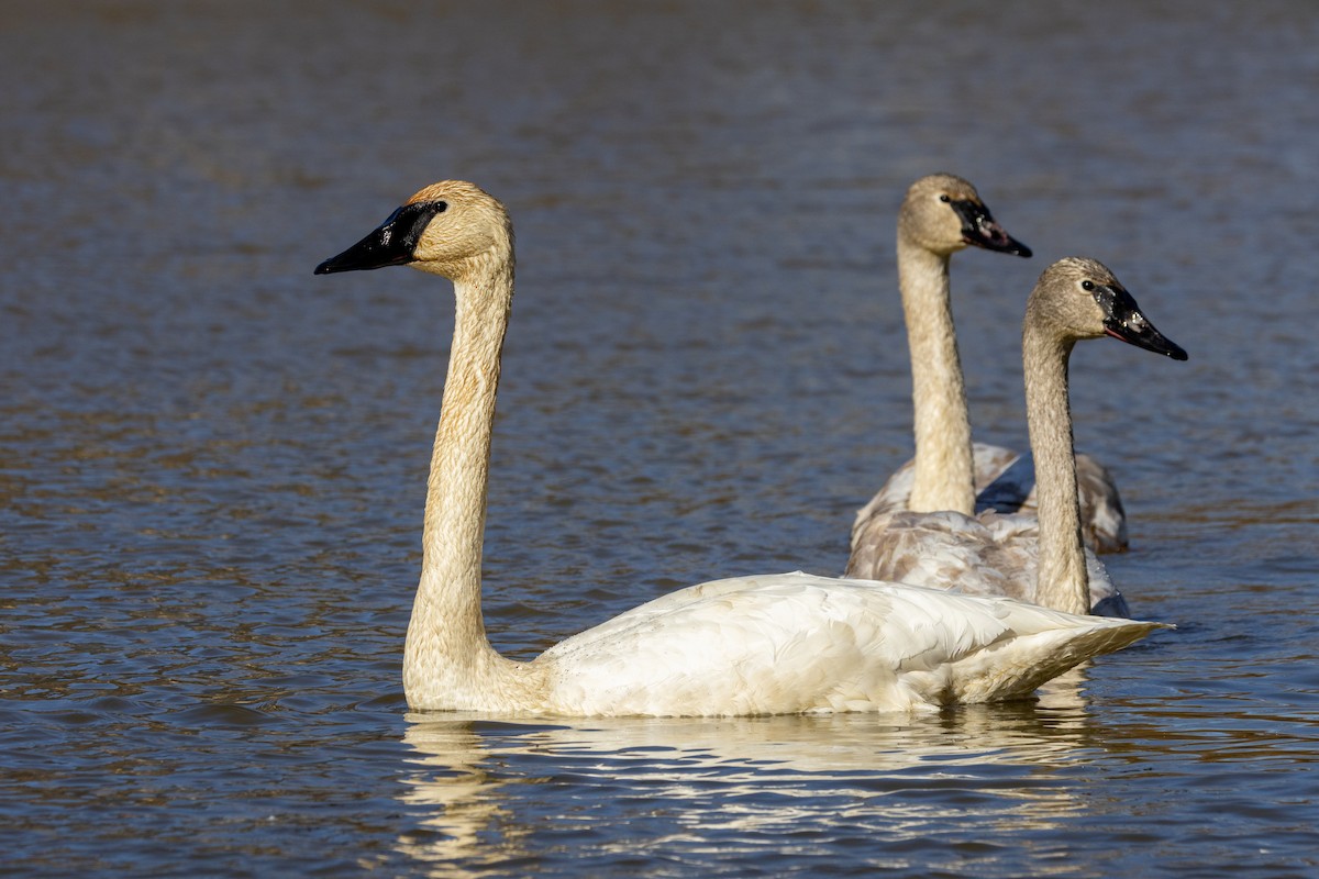 Trumpeter Swan - ML646549569