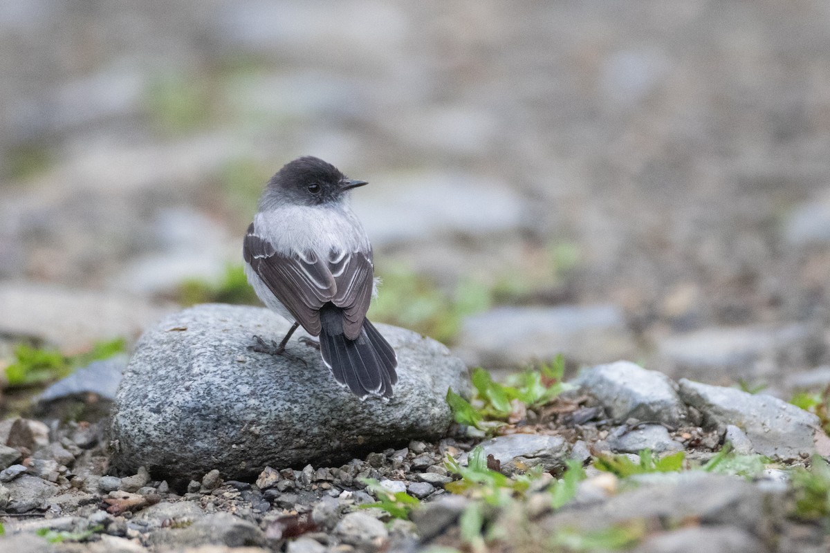 Torrent Tyrannulet - ML646549570