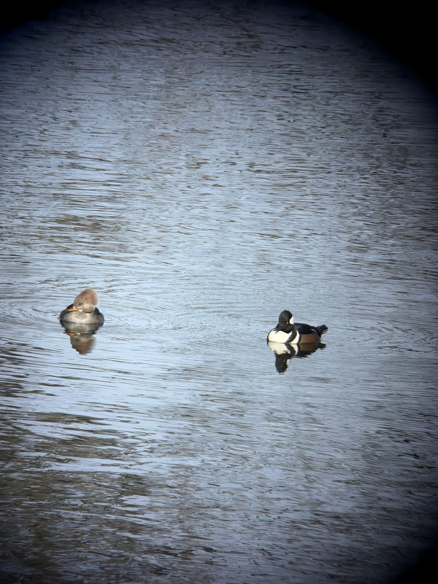 Hooded Merganser - ML646549575