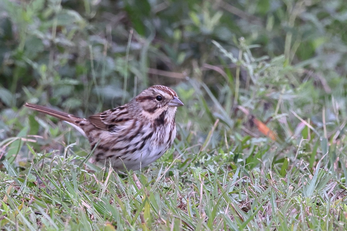 Song Sparrow - ML646549577