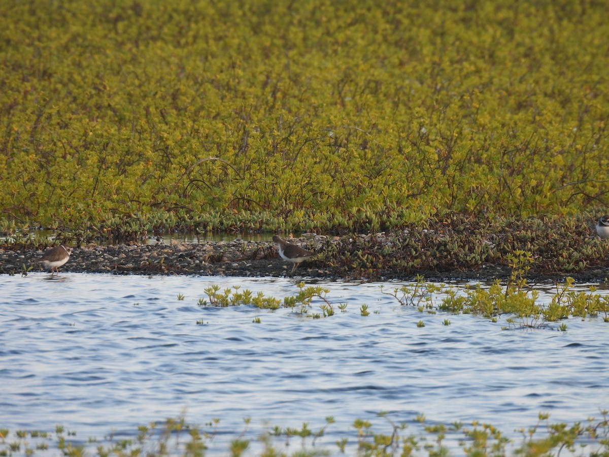 Semipalmated Plover - ML646549578